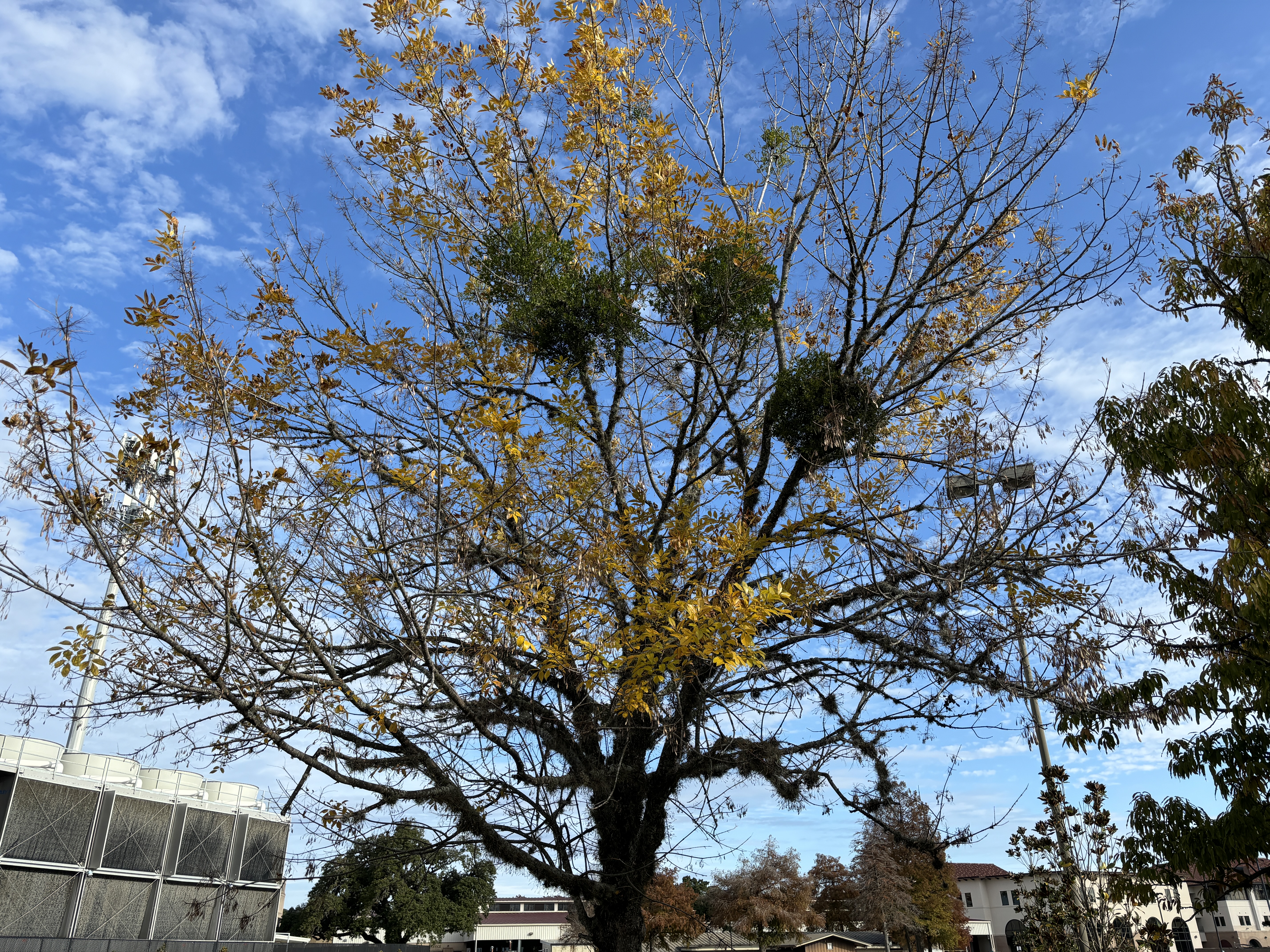 Mistletoe brings kisses for some, headaches for others